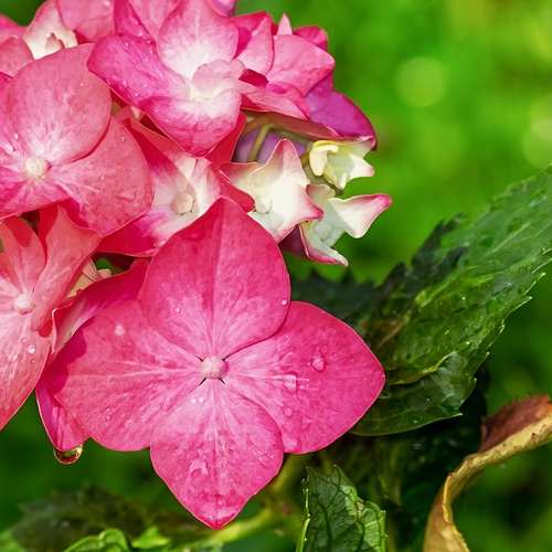 신안 도초도 수국축제: 여름에 피어나는 꽃길을 걸어요