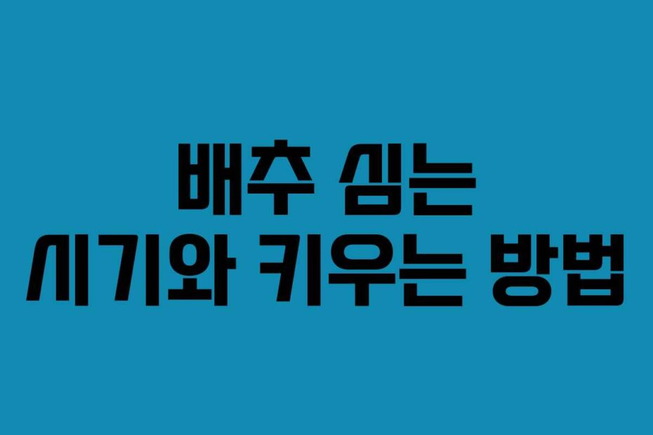배추 심는 시기와 키우는 방법