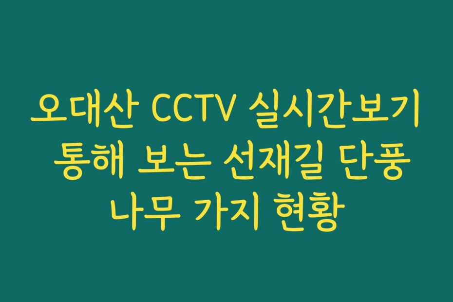 오대산 CCTV 실시간보기 통해 보는 선재길 단풍나무 가지 현황