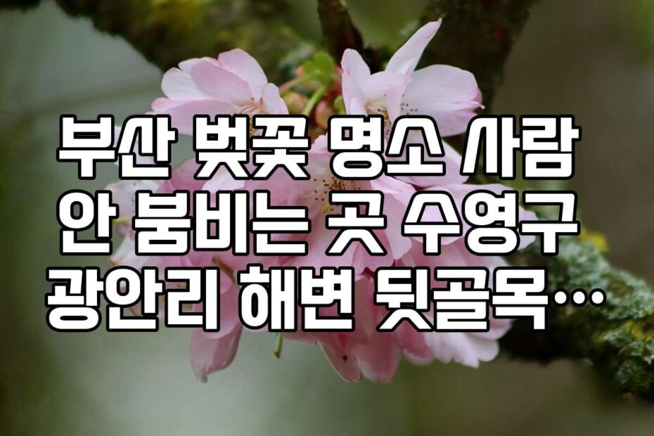부산 벚꽃 명소 사람 안 붐비는 곳 수영구 광안리 해변 뒷골목 팁