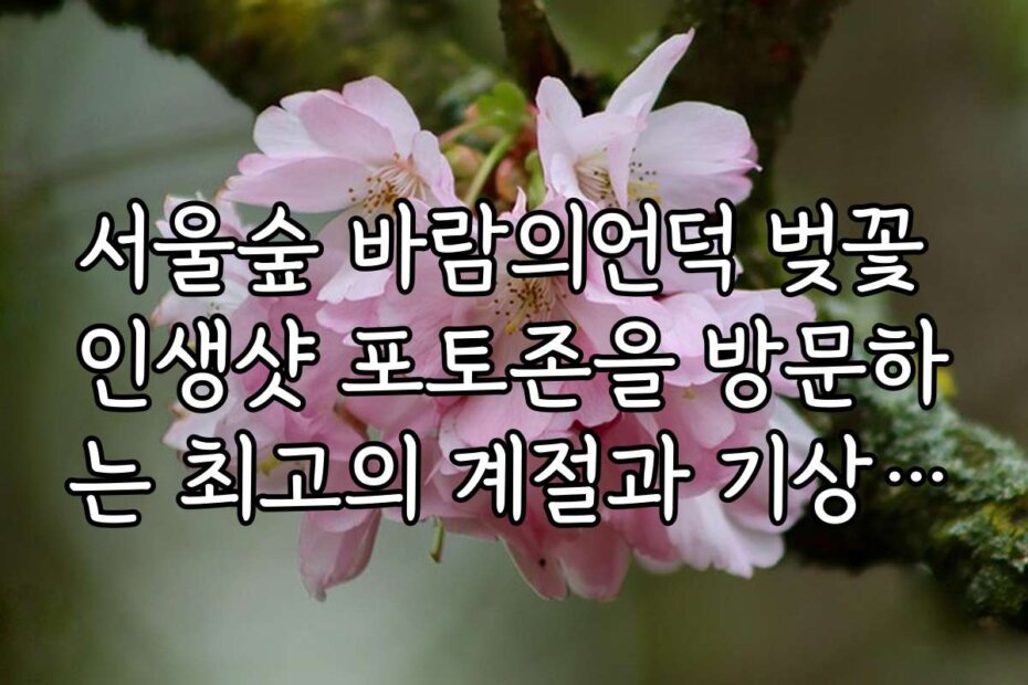 서울숲 바람의언덕 벚꽃 인생샷 포토존을 방문하는 최고의 계절과 기상 조건 알아보기