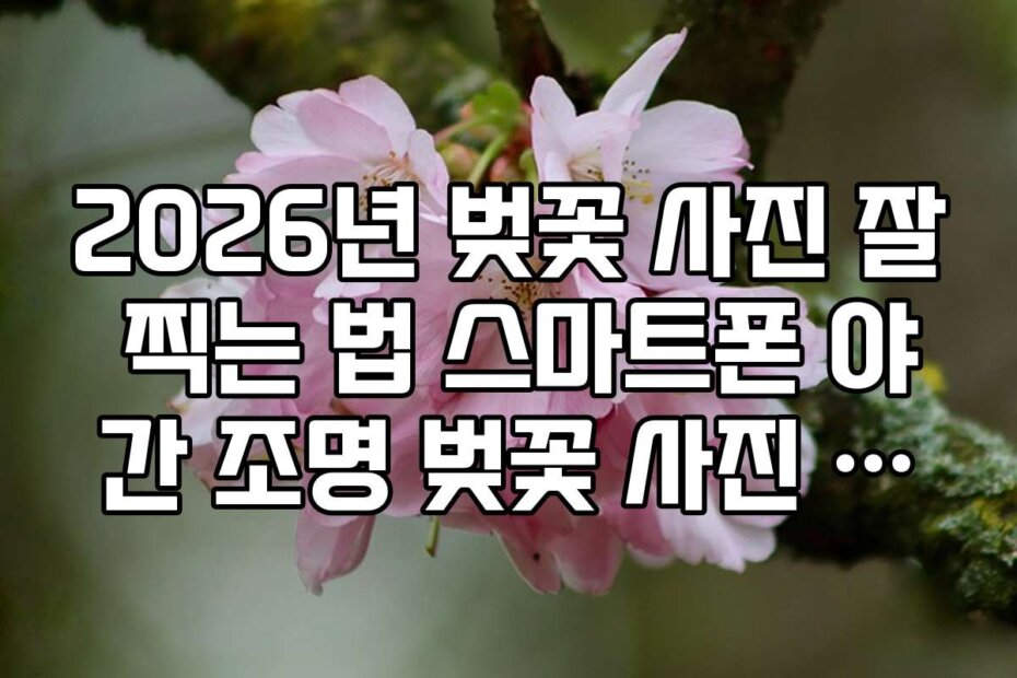 2026년 벚꽃 사진 잘 찍는 법 스마트폰 야간 조명 벚꽃 사진 선명하게 찍기