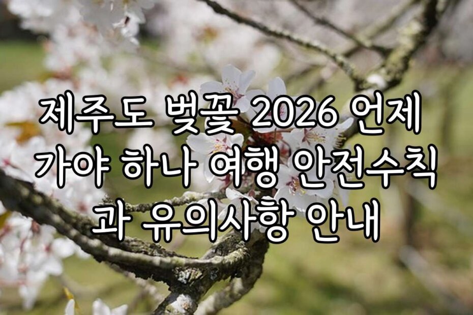 제주도 벚꽃 2026 언제 가야 하나 여행 안전수칙과 유의사항 안내