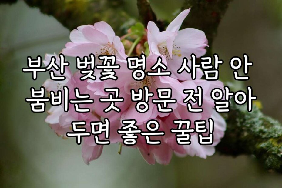 부산 벚꽃 명소 사람 안 붐비는 곳 방문 전 알아두면 좋은 꿀팁