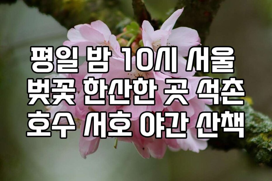 평일 밤 10시 서울 벚꽃 한산한 곳 석촌호수 서호 야간 산책