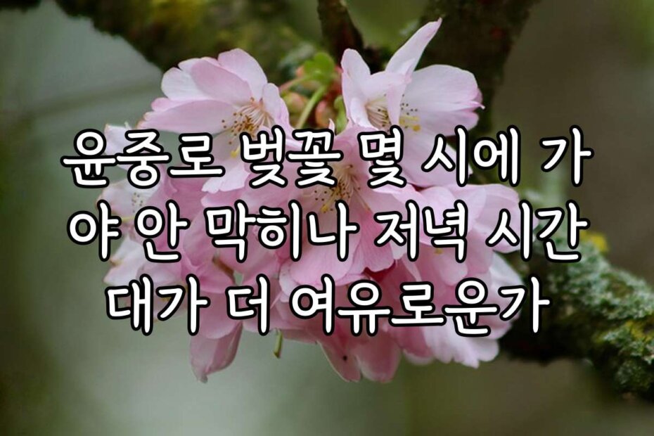 윤중로 벚꽃 몇 시에 가야 안 막히나 저녁 시간대가 더 여유로운가