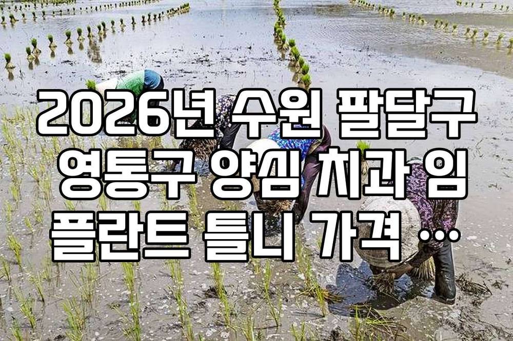 2026년 수원 팔달구 영통구 양심 치과 임플란트 틀니 가격 가이드