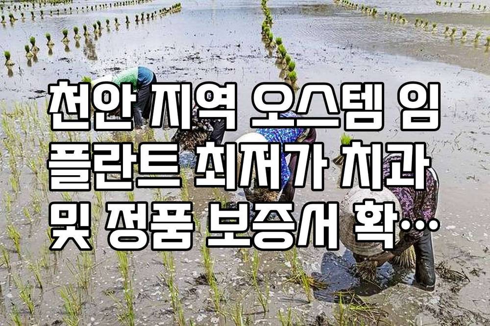 천안 지역 오스템 임플란트 최저가 치과 및 정품 보증서 확인법