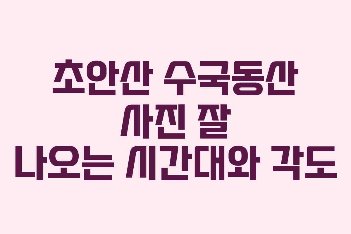 초안산 수국동산 사진 잘 나오는 시간대와 각도